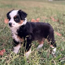 Sky - Black tri female Miniature Australian Shepherd puppy in Greenville, South Carolina from QC Homestead Miniature Australian Shepherds