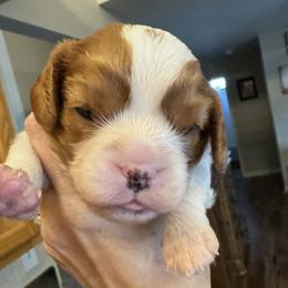 Dottie - Blenheim female Cavalier King Charles Spaniel puppy in Oakley, California from Caloobanan Cavaliers