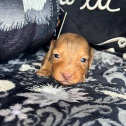 Cinnamon - Dapple female Dachshund puppy in Lincoln, California from Hidden Oaks Dachshunds