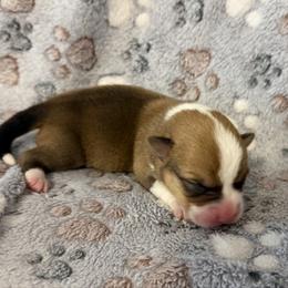 Finley - Red male Pembroke Welsh Corgi puppy in Magnolia, Texas from Wiggle Ranch Corgis