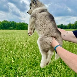 Siberian Husky Puppies from Red Top Huskies