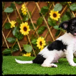 Jade - Black and white male Chihuahua puppy in Demorest, Georgia from Sourpatch Chihuahuas