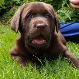 Labrador Retriever Puppies from Warnow Labradors