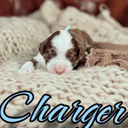 Charger - Chocolate male Australian Labradoodle puppy in Decatur, Alabama from Southern Meadows Doodles