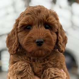 Lila- Light Blue Girl - Red female Australian Labradoodle puppy in Sheridan, In, Indiana from Colonial Village Labradoodles