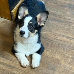 Rocket - Black and tan male Pembroke Welsh Corgi puppy in Cooper, Texas from S7 Corgis and Chaos