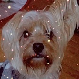 Maltese, Shih Tzus, and Yorkshire Terriers from Puppy Love