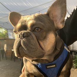 Louis - French Bulldog