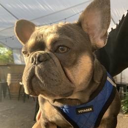 Louis - French Bulldog