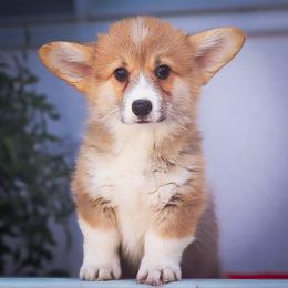 Brown collar - Red male Pembroke Welsh Corgi puppy in Caliente, California from Rafter Cross 7