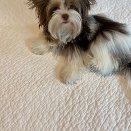 Biewer Terrier and Yorkshire Terrier All Grown Up from Skyridge Puppies