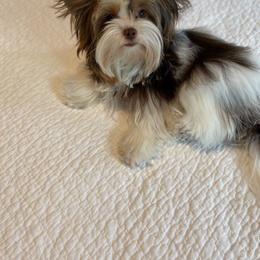 Biewer Terrier and Yorkshire Terrier All Grown Up from Skyridge Puppies