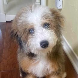 Sophie - Bernedoodle