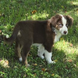 Fox - Red tri-color male Australian Shepherd puppy in Albion, Michigan from Northern Lights Aussies (NL Aussies)