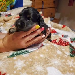 Dachshund Puppies from Catie's Doxies