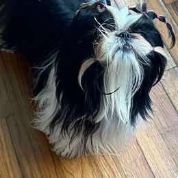 Onyx - Shih Tzu