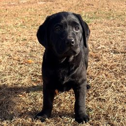 Red Female - Black female Labrador Retriever puppy in Archer Lodge, North Carolina from Archer Lodge Labradors