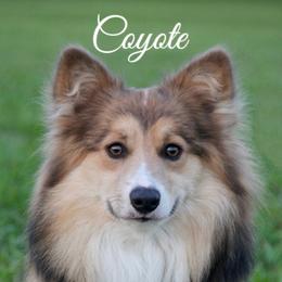 Coyote  - Pembroke Welsh Corgi