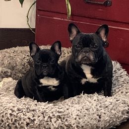 Bulldog and French Bulldog Puppies from Jagster’s Bulldogs