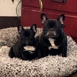 Bulldog and French Bulldog Puppies from Jagster’s Bulldogs