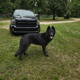Hennessy - German Shepherd