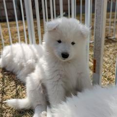 Samoyed Puppies from Carriage Court Kennels