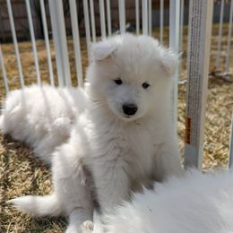 Samoyed Puppies from Carriage Court Kennels