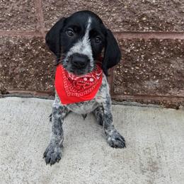 Boy 4 - Black and white male German Wirehaired Pointer puppy in Potosi, Wisconsin from Point and Flush Gun Dogs