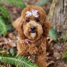 Prada - Poodle