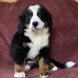 Orange Collar Female - Black rust and white female Bernese Mountain Dog puppy in Bristol, Tennessee from Holston Hollow Farm