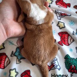 Honey - Red and white female Basset Hound puppy in Mack's Creek, Missouri from Mack's Creek Basset Hounds