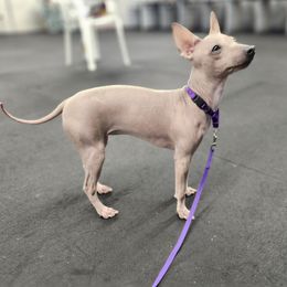 Lyla - will stay with us - not available - Apricot female American Hairless Terrier puppy in Lebanon, Missouri from Hearts Companions