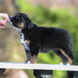 Luna - Black tri female Miniature American Shepherd puppy in Valparaiso, Indiana from Wigglebutt