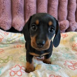Autumn - Black and tan female Dachshund puppy in Ocala, Florida from Weenie Boops