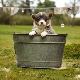 Pembroke Welsh Corgi Puppies from T4 Farms
