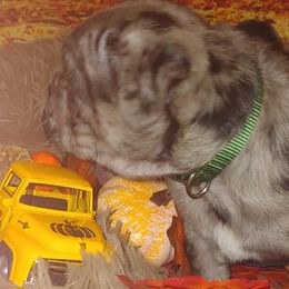 Pugs from Brenda Marquez