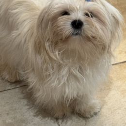 Mazaroti - Lhasa Apso