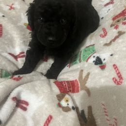 Koda - Black male Goldendoodle puppy in Centralia, Missouri from Oodles Of Doodles Mo.