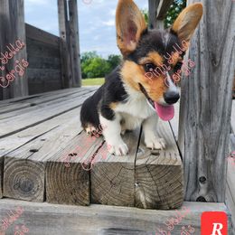 Pembroke Welsh Corgi Puppies from Pinkyella Corgis