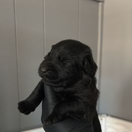 Disco - Black female German Shepherd puppy in Knowlton Township, New Jersey from Augenblick Kennels