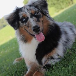Dolly - Australian Shepherd