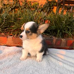 Patriot - Black and tan male Pembroke Welsh Corgi puppy in Derby, Kansas from Sarah’s Mystic Kennels