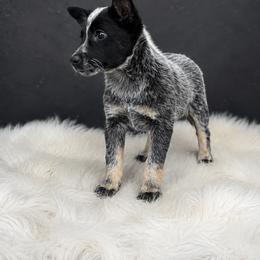 Concho 3500 - Blue speckled male Australian Cattle Dog puppy in Kalispell, Montana from BTR Australian Cattle Dogs