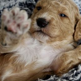 Bernedoodle, Goldendoodle, and Poodle Puppies from Raintree Standard Poodles & Mini Doodles