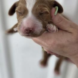 Blossom - Red  female Goldendoodle puppy in Decatur, Tennessee from Diamond's Doodles
