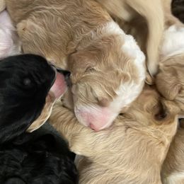 Bernedoodle Puppies from TJ SA Bernedoodles