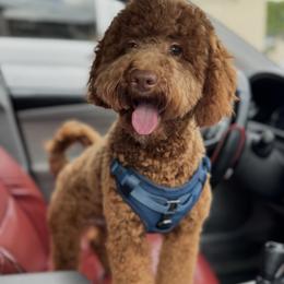 Goldendoodle puppies from Milk Drunk Doodles And Poodles
