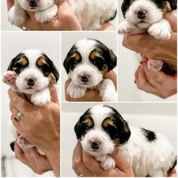 Bernedoodle, Goldendoodle, and Golden Mountain Doodle Puppies from Magic Valley Family Doodles