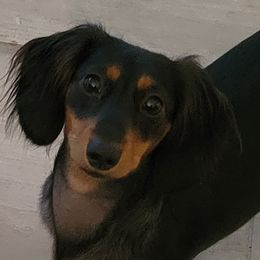 Pepper - Dachshund