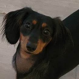 Pepper - Dachshund